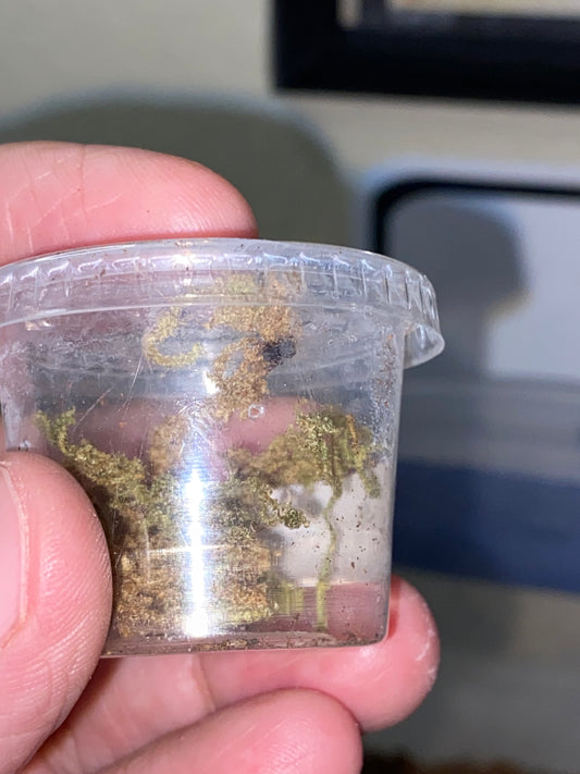 Eresus Hermani (Ladybird Spider)