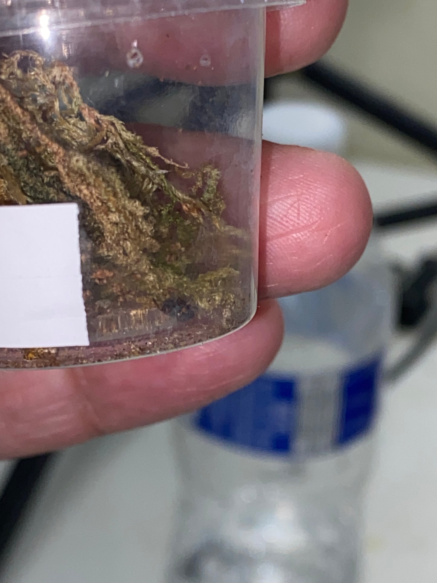 Eresus Balcanicus (Yellowhead Velvet Spider) .125 in