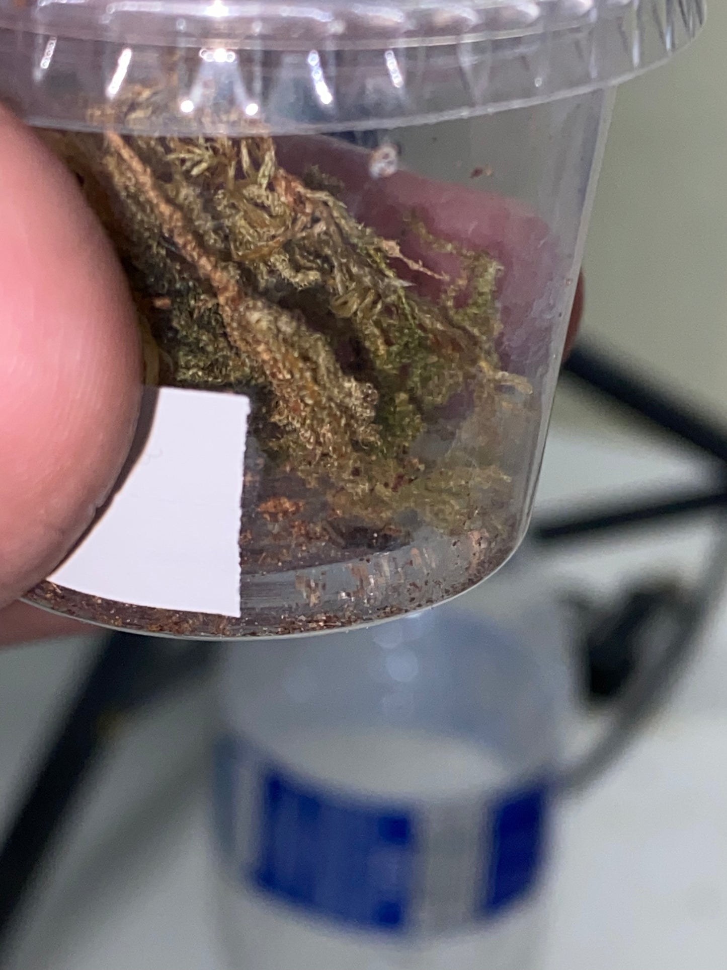 Eresus Balcanicus (Yellowhead Velvet Spider) .125 in