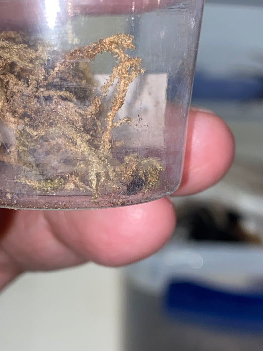 Eresus Illustris (Velvet Spider) .125 in