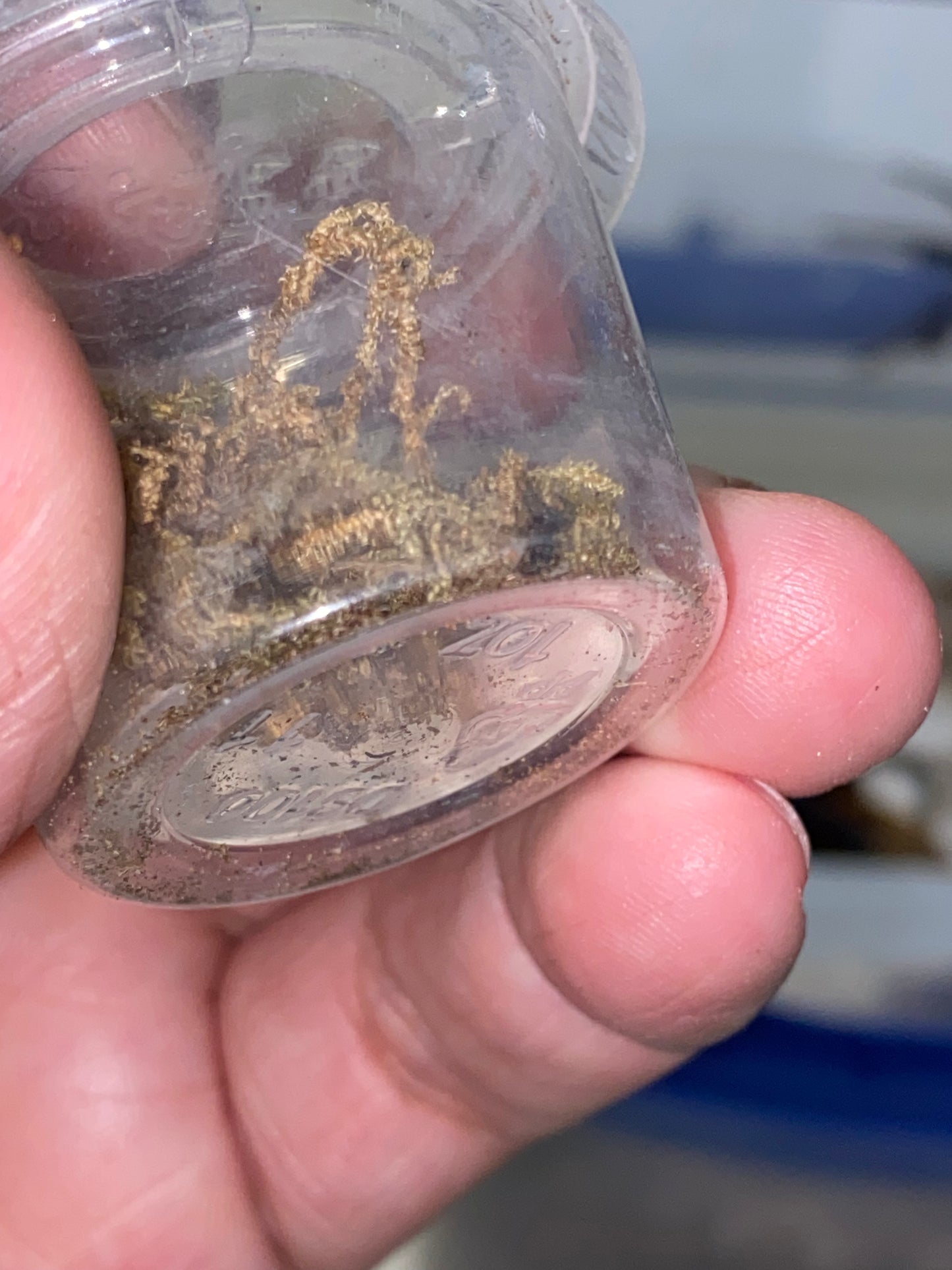 Eresus Illustris (Velvet Spider) .125 in