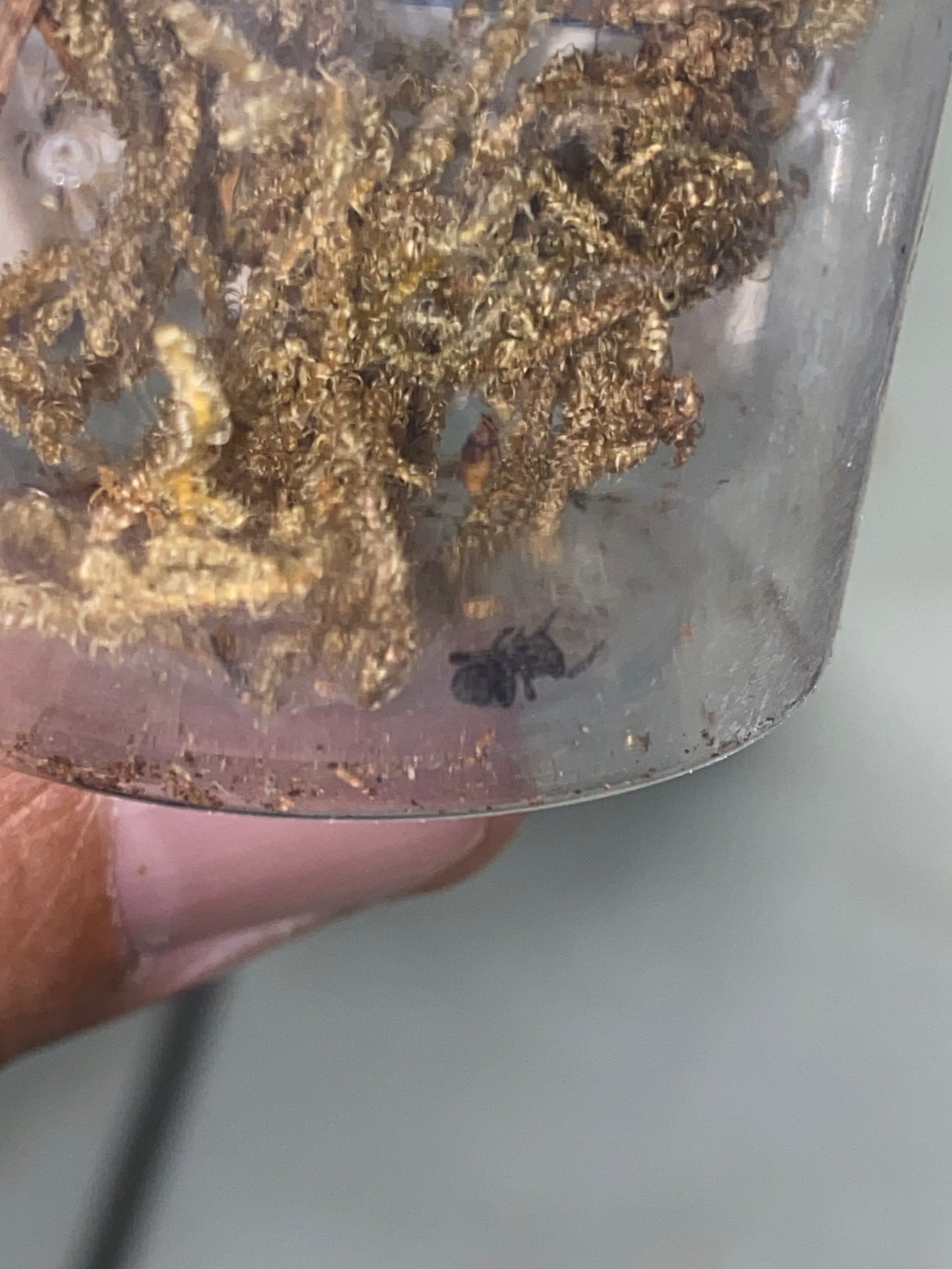 Eresus Walckenaeri .125 in