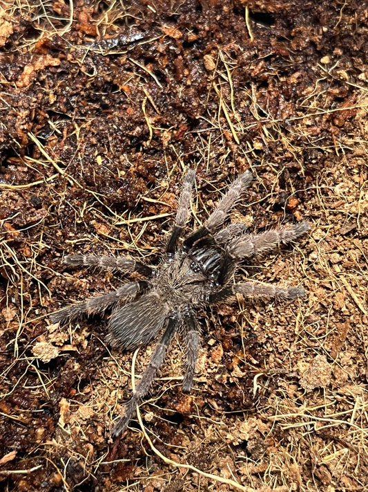 Ornithoctoninae sp Vietnam Highland 1.5 in