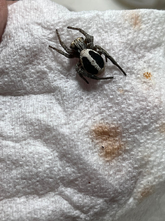 Stegodyphus lineatus .5