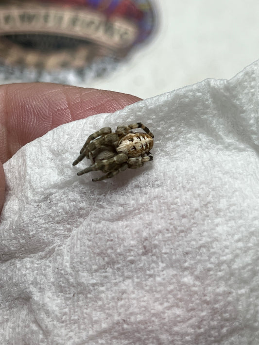 Stegodyphus dufouri .5 in