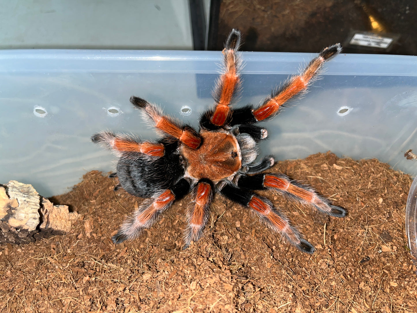 Brachypelma Boehmei (Mexican Fireleg) 1 inch