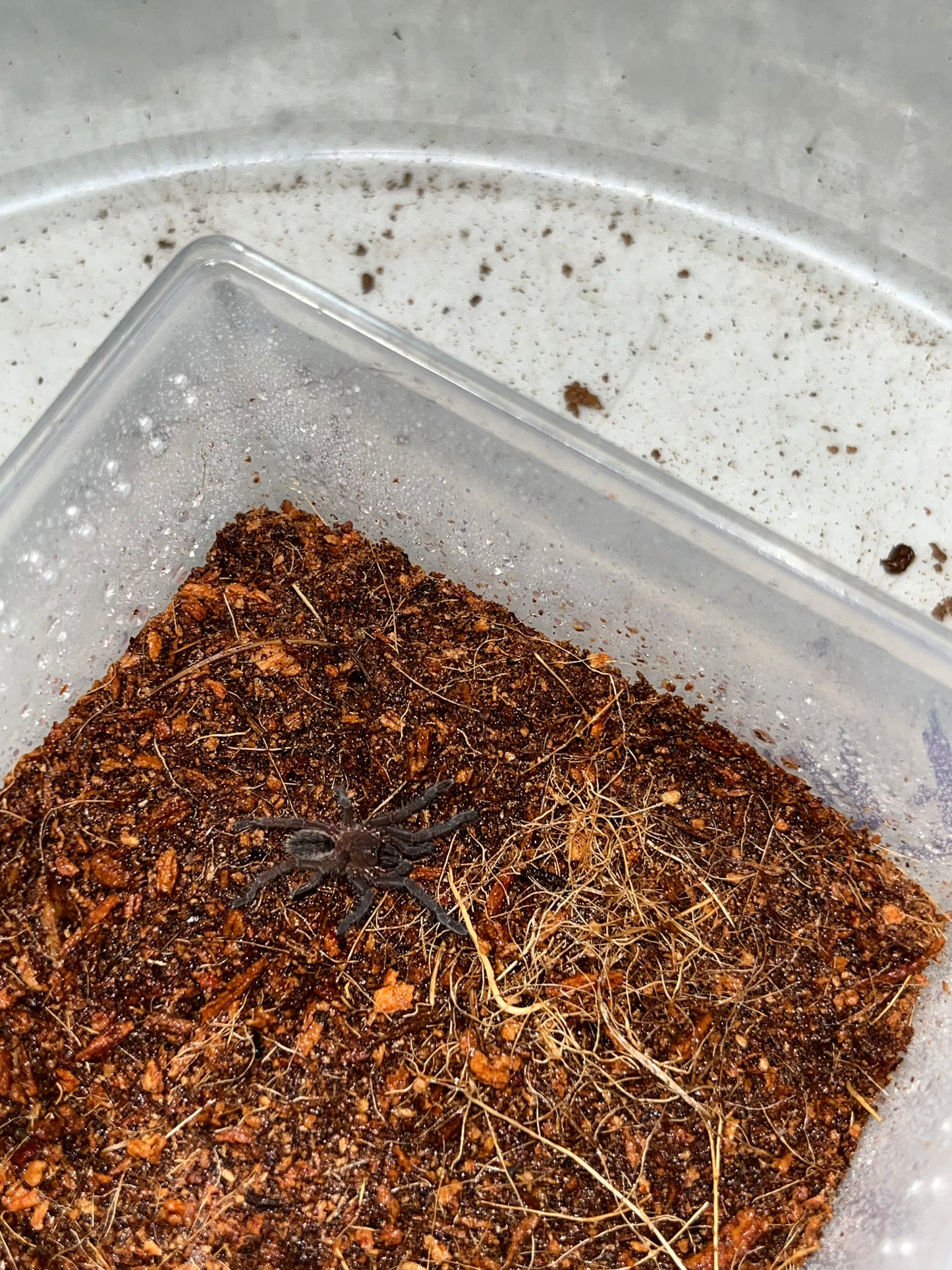 Cyriopagopus Albostriatus (Thai Zebra) 4 in females (field collected)