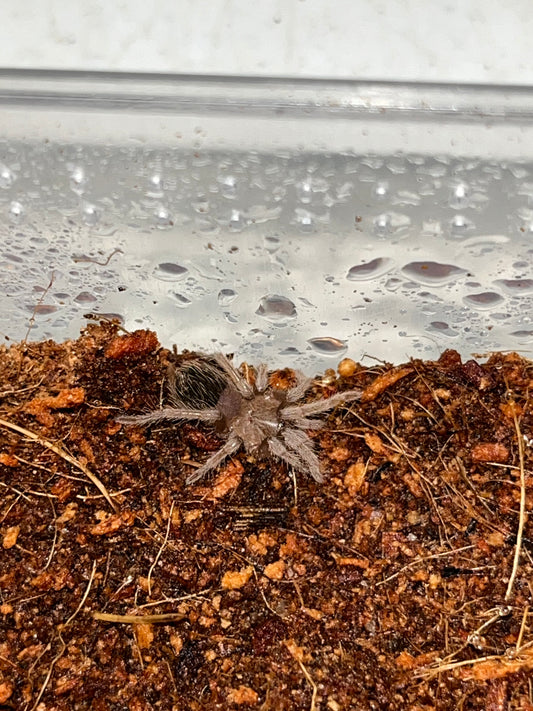 Aphonopelma sp Queretaro