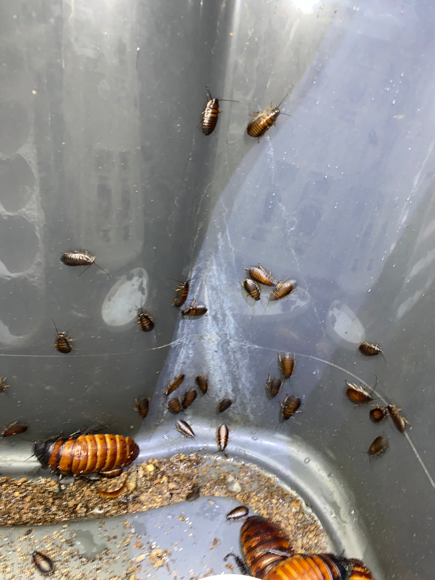 Gromphadorhina Portentosa (Madagascar Hissing Cockroach)