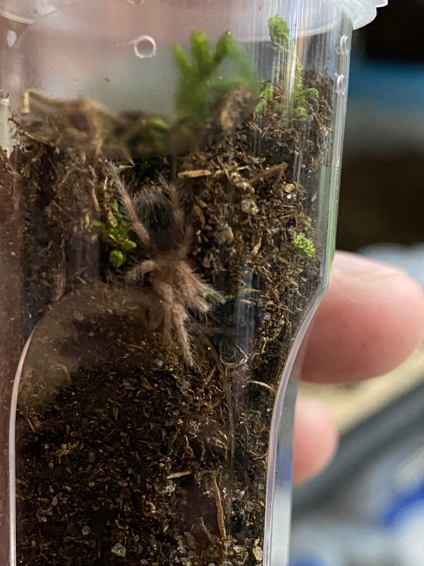 Grammostola Rosea (Rose Hair)