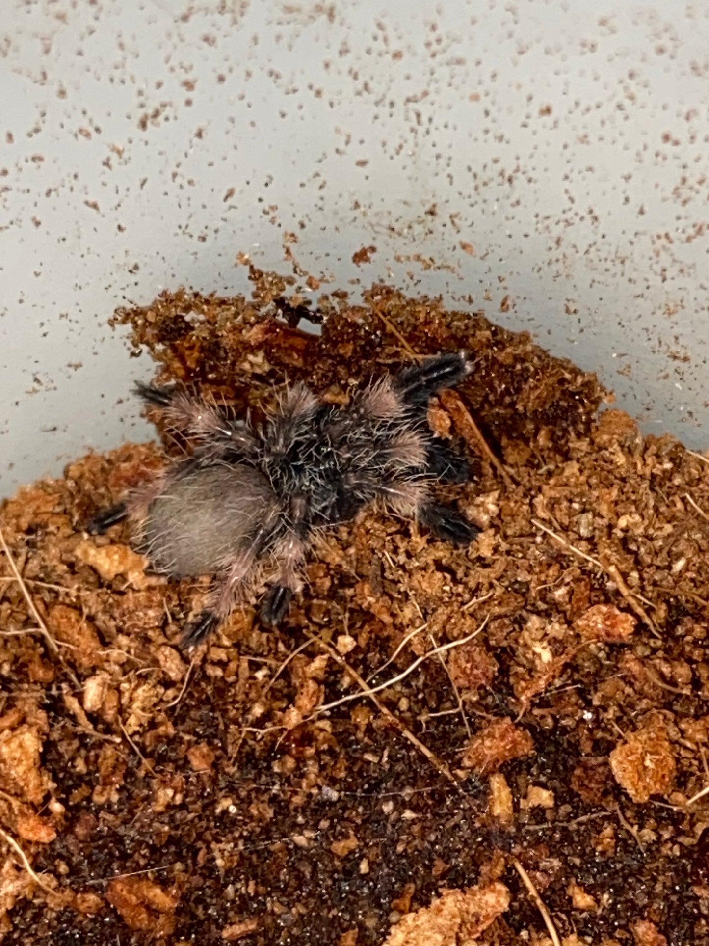 Psalmopoeus Reduncus (Costa Rican Orange Mouth) 1.5 inch