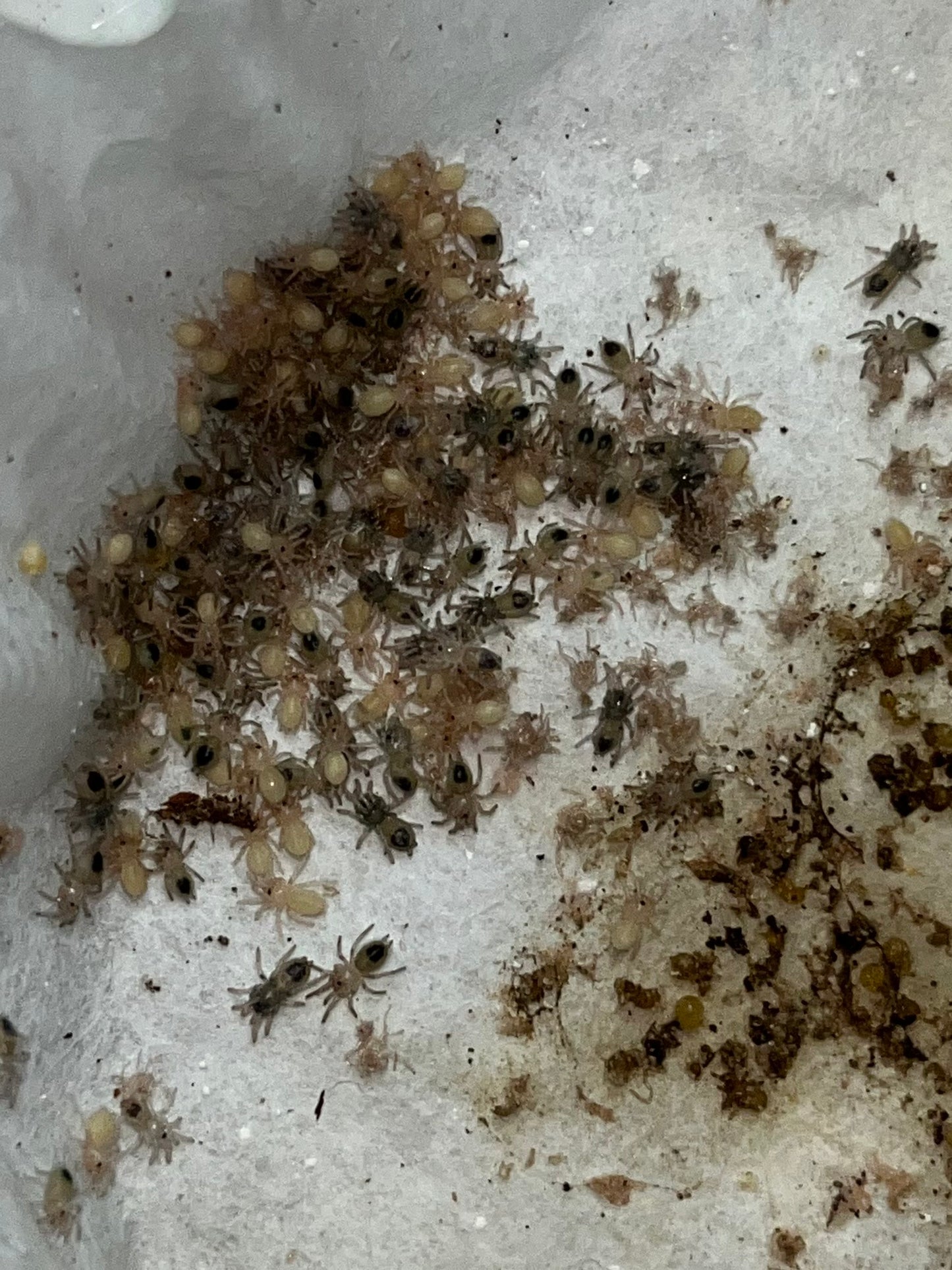Kochiana Brunnipes (Dwarf Pink Leg)