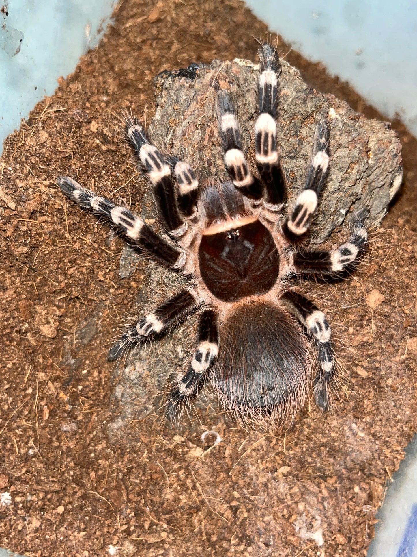 Acanthoscurria Geniculata (Brazilian White Knee)