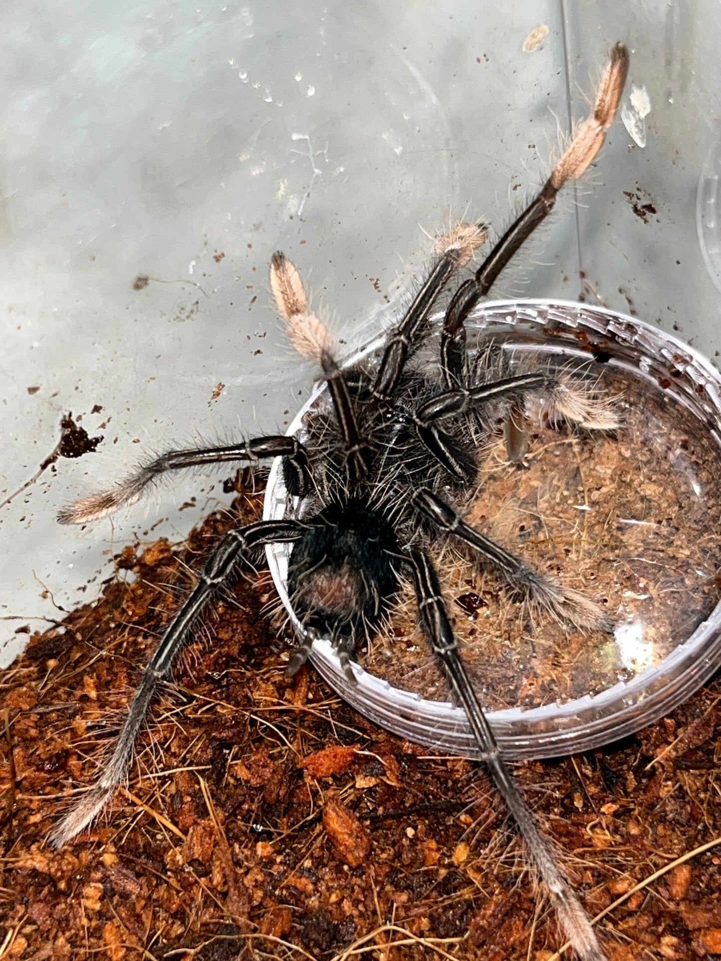 Theraphosa Apophysis (Goliath Pink Foot)