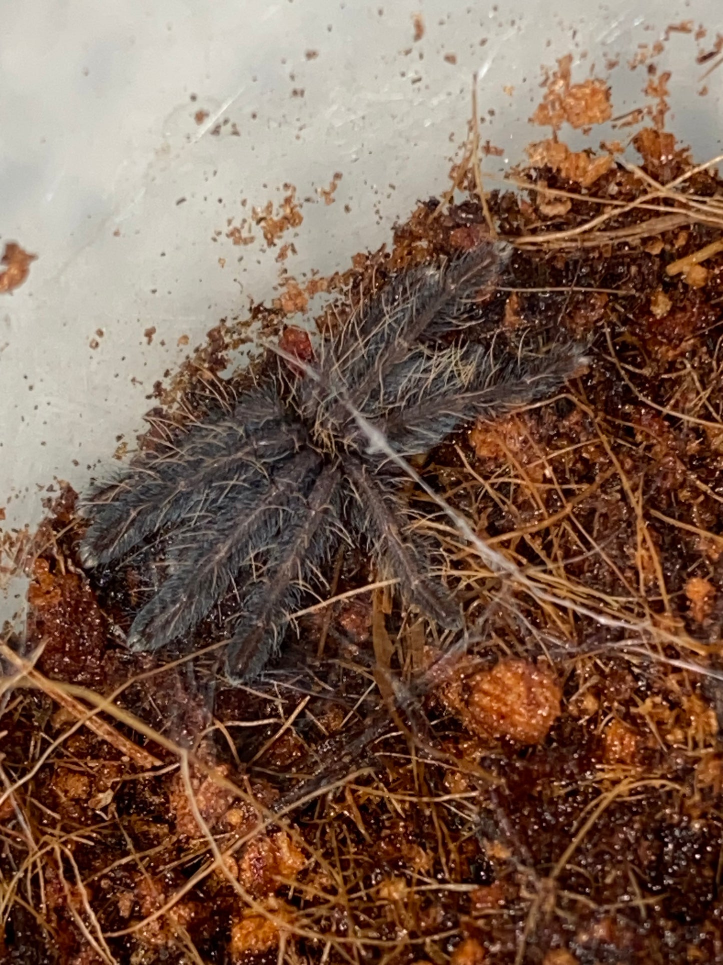 Omothymus Violaceopes (Singapore Blue)