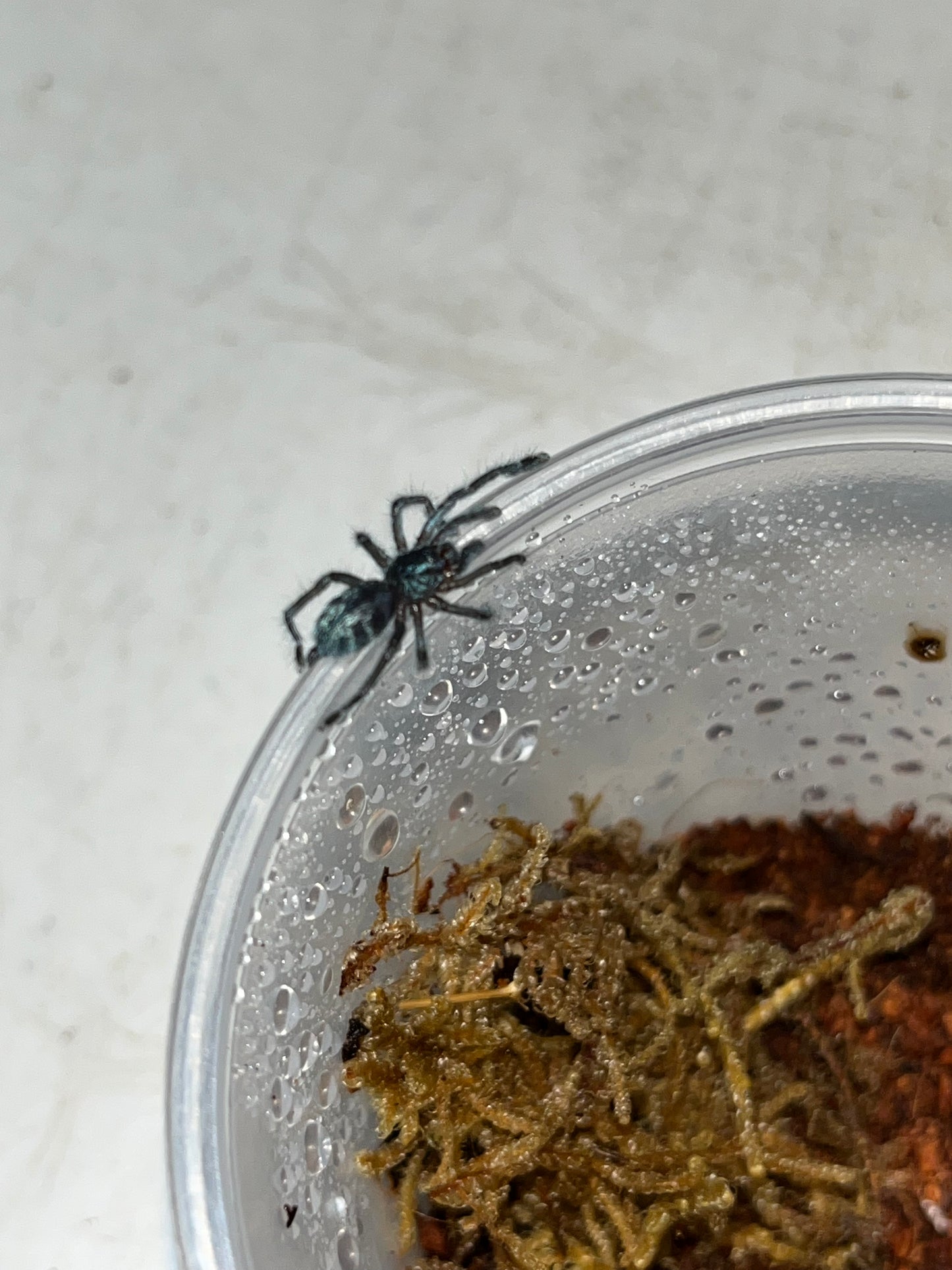 Caribena Laeta (Puerto Rican Pinktoe) 3 in females