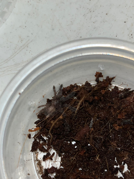 Tapinauchenius Polybotes (St Lucia Giant Tappy)