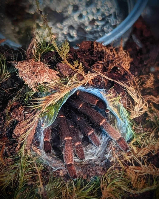 Psednocnemis Brachyramosa (Malaysian Blue Femur) 1.5 in