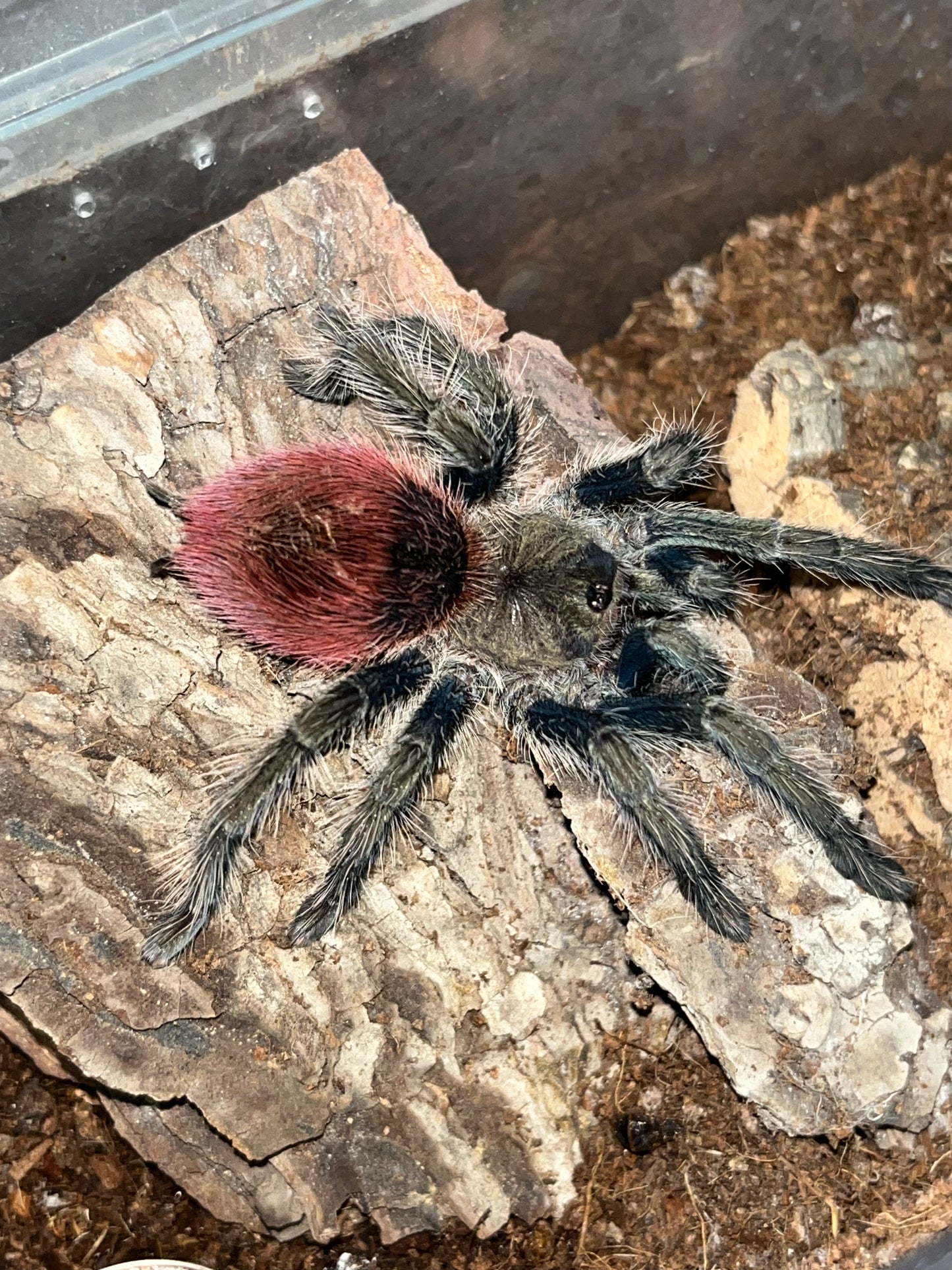 Thrixopelma Ockerti (Peruvian Flame Rump) .5 in