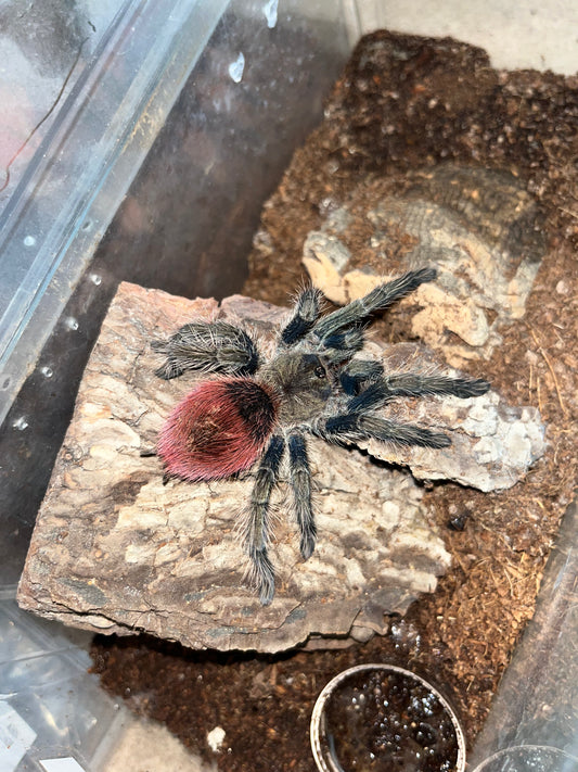 Thrixopelma Ockerti (Peruvian Flame Rump) .5 in