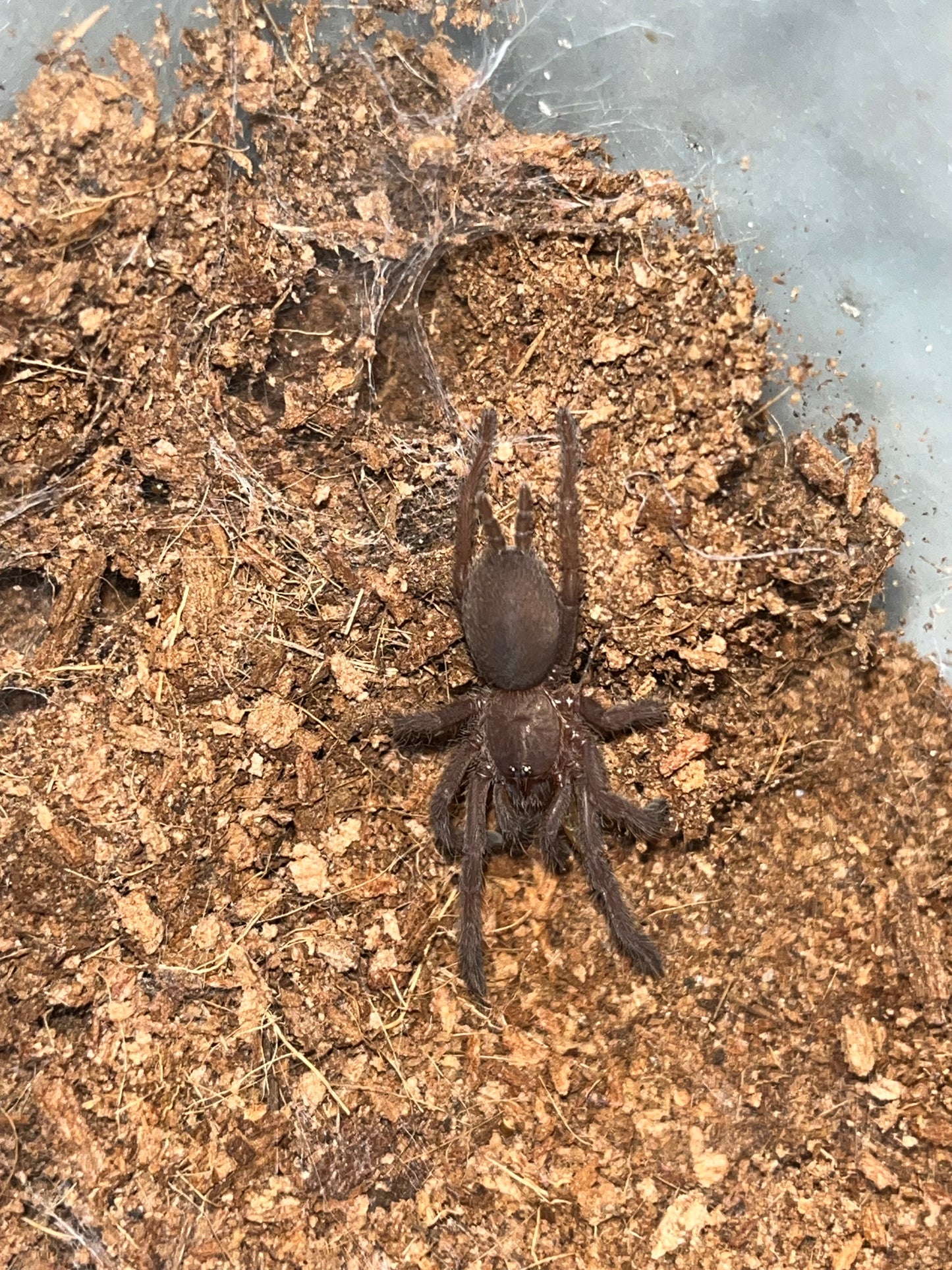 Chilobrachys Natanicharum (Electric Blue Earth Tiger) 2 in