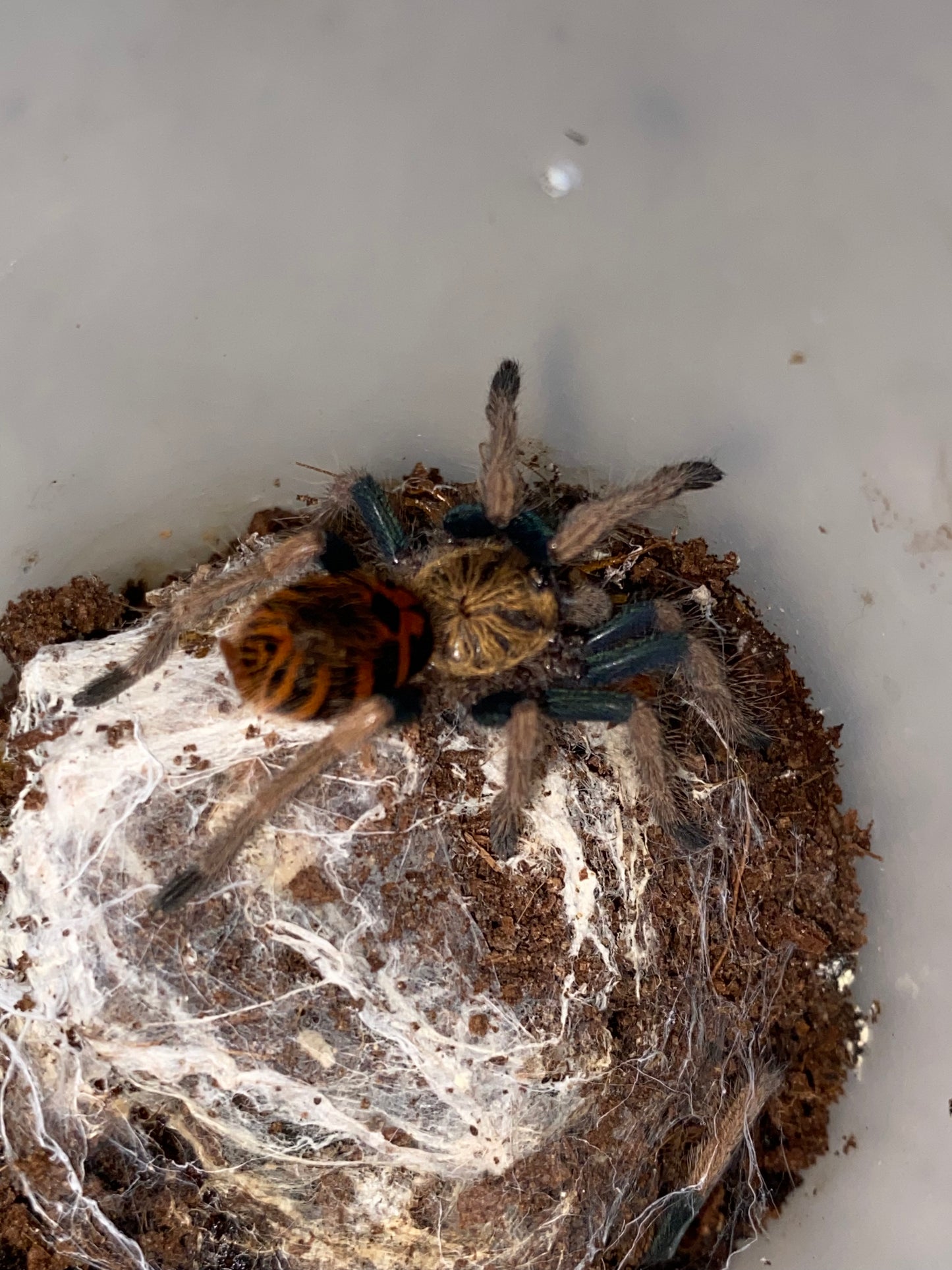 Chromatopelma Cyaneopubescens (Green Bottle Blue)