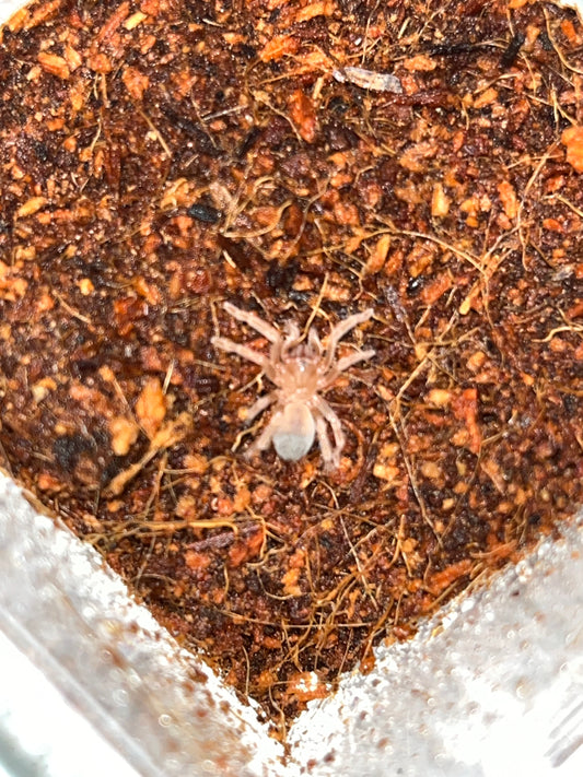 Aphonopelma sp Diamond Back (Dessert Diamondback) 1in