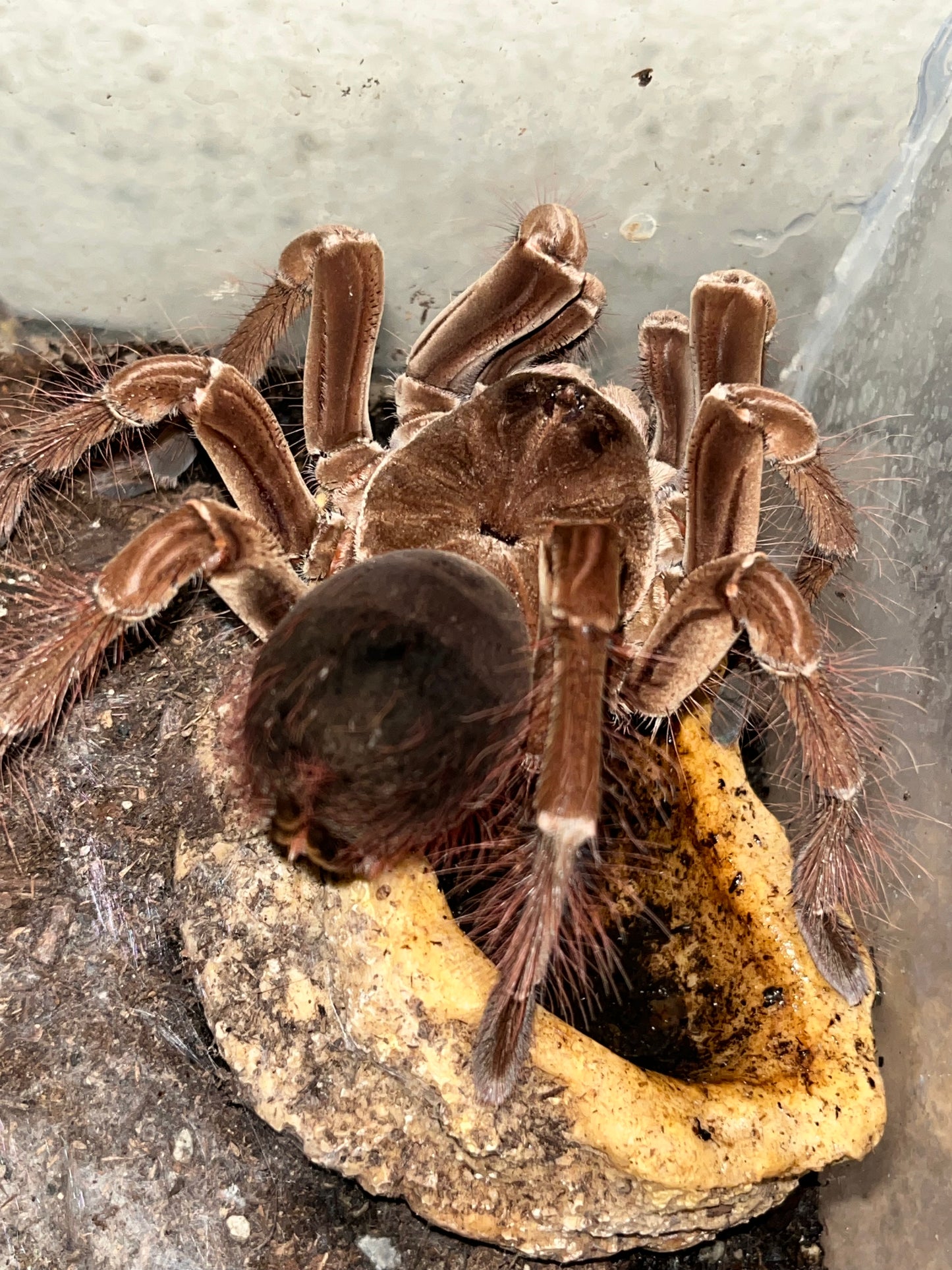 Theraphosa Stirmi (Burgundy Goliath Birdeater)