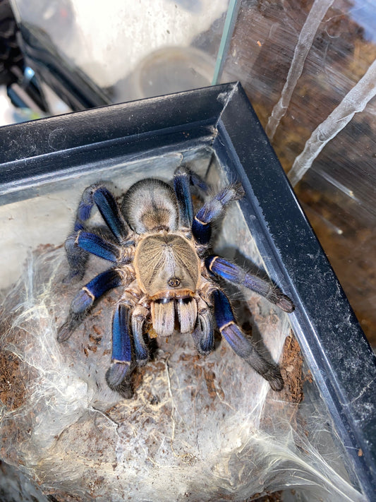 Cyriopagopus Lividius (Cobalt Blue) 4 in females WC