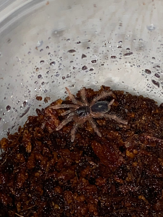 Davus sp Panama (Lava Spider)