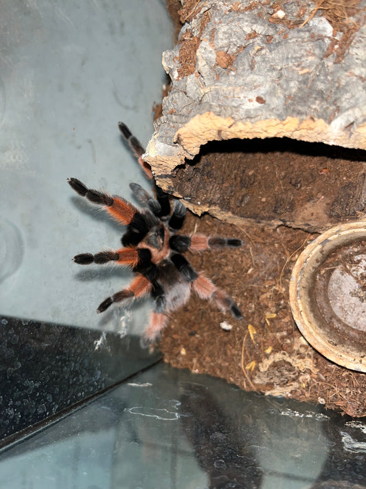 Brachypelma Emilia (Mexican Red Leg) .25