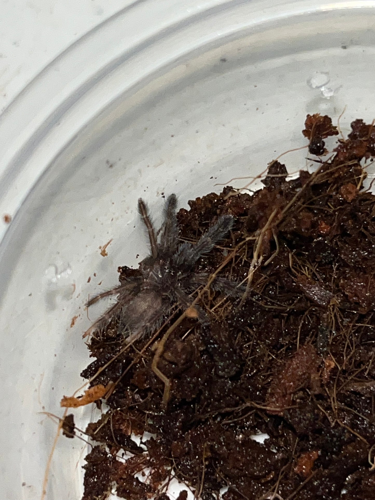 Tapinauchenius Polybotes (St Lucia Giant Tappy)