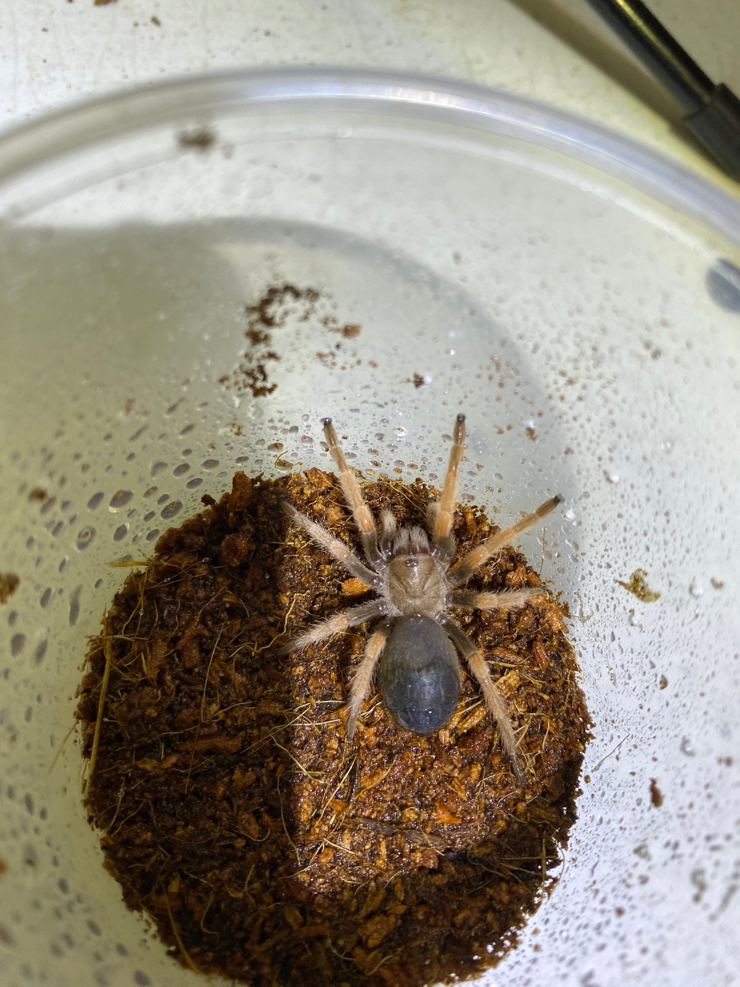 Brachypelma Boehmei (Mexican Fireleg) 1 inch