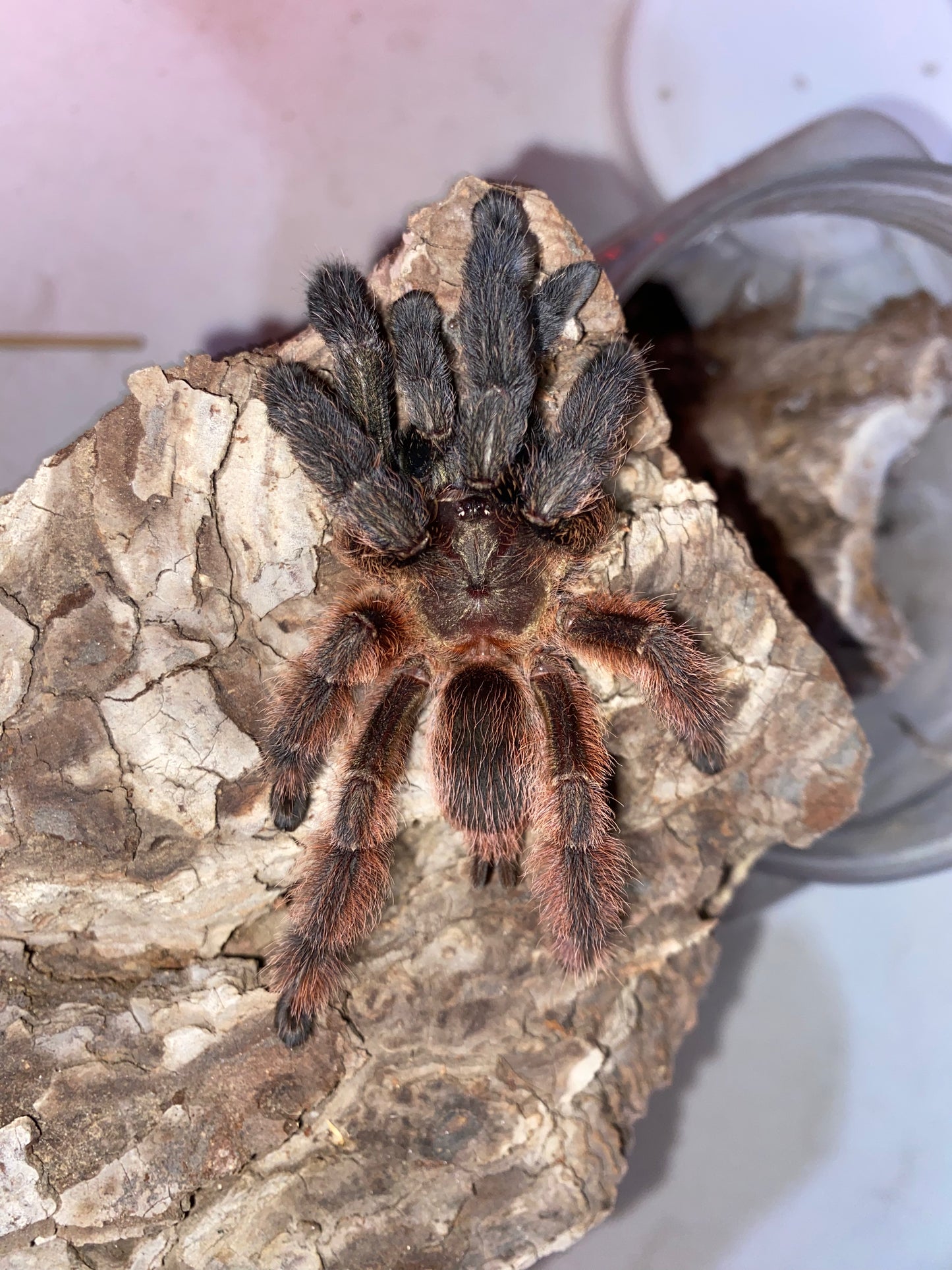 Psalmopoeus Victori (Mexican Half and Half)
