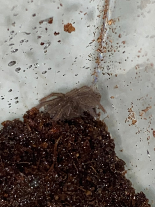 Hysterocrates Crassipes (Cameroon Mouse Brown Baboon)