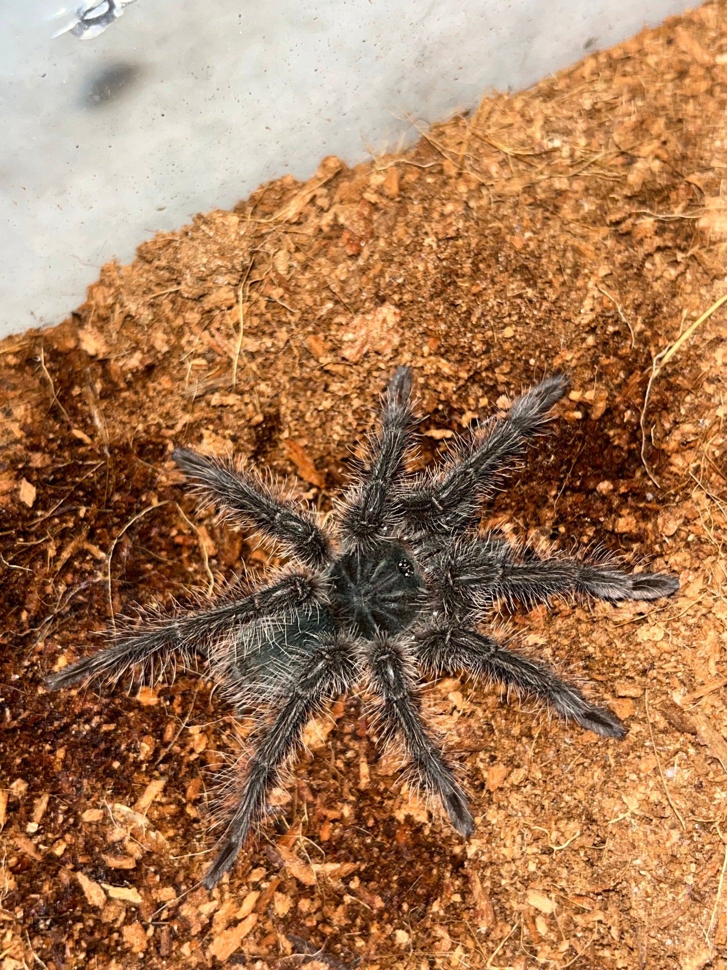 Theraphosa Blondi (Goliath Birdeater)