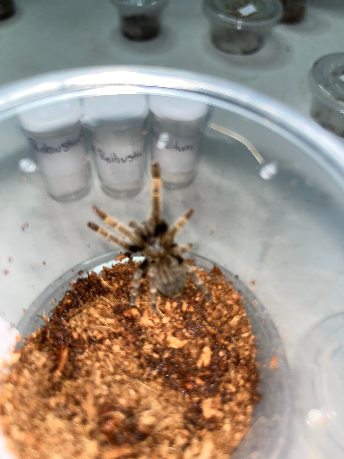 Cyriopagopus sp Bach Ma (Bach Ma Earth Tiger) 1.25 in