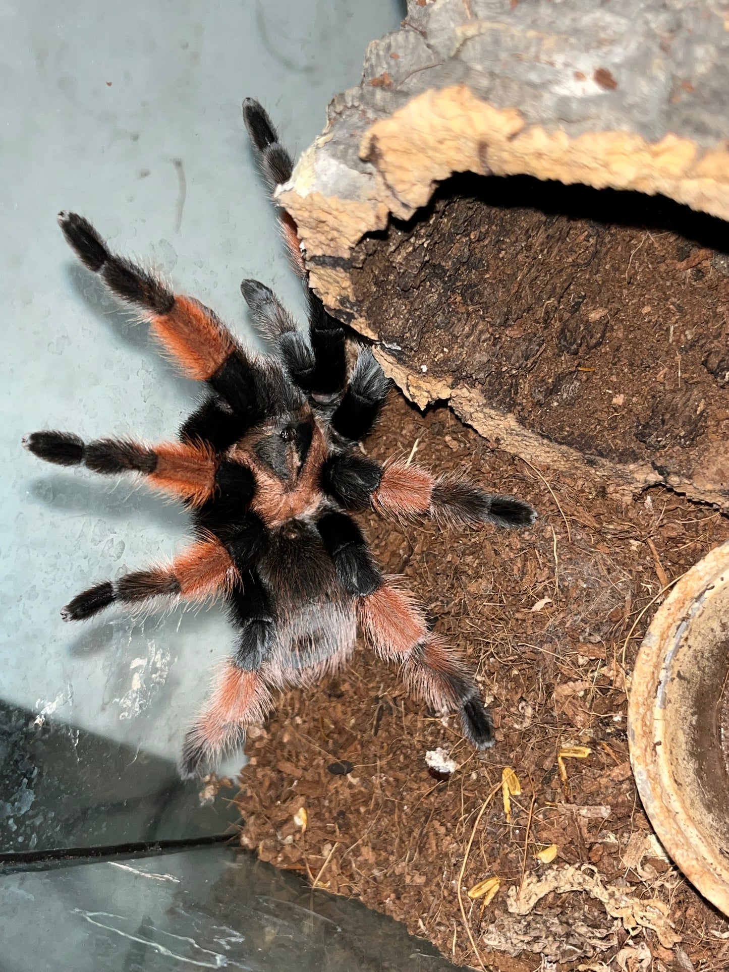Brachypelma Emilia (Mexican Red Leg) .25