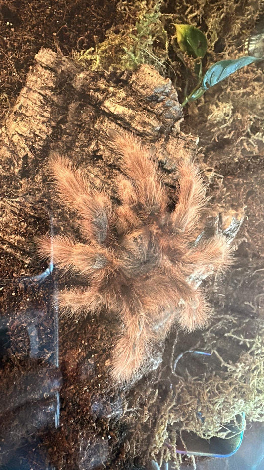 Nhandu Tripepii (Brazilian Giant Blonde)