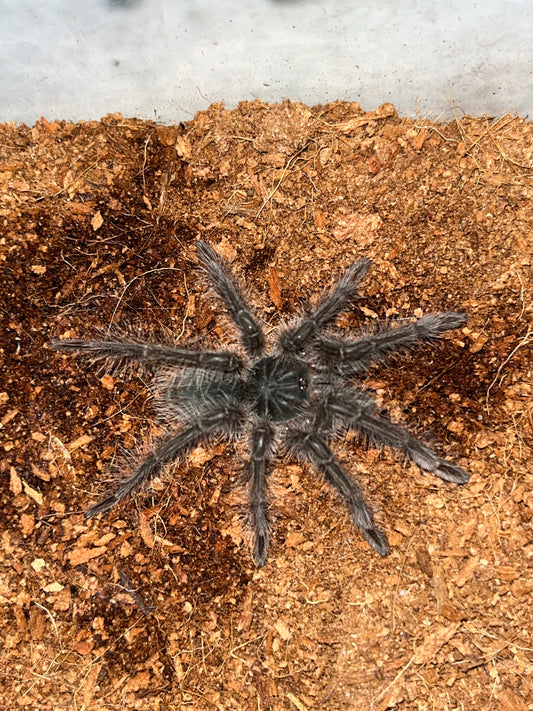 Theraphosa Blondi (Goliath Birdeater)