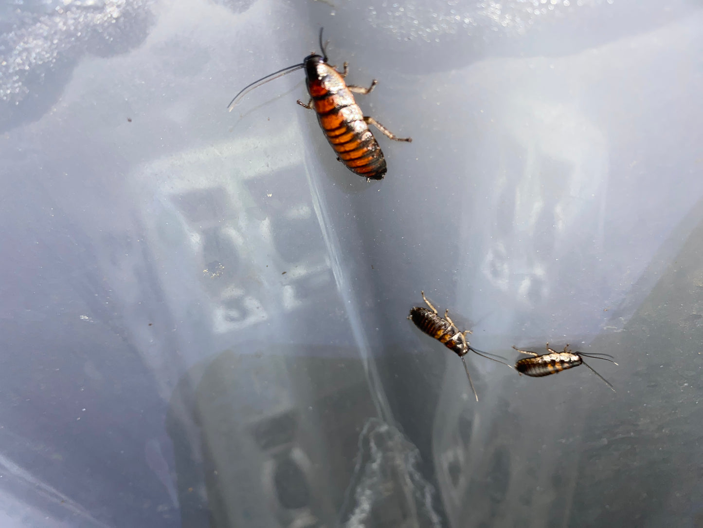 Gromphadorhina Portentosa (Madagascar Hissing Cockroach)