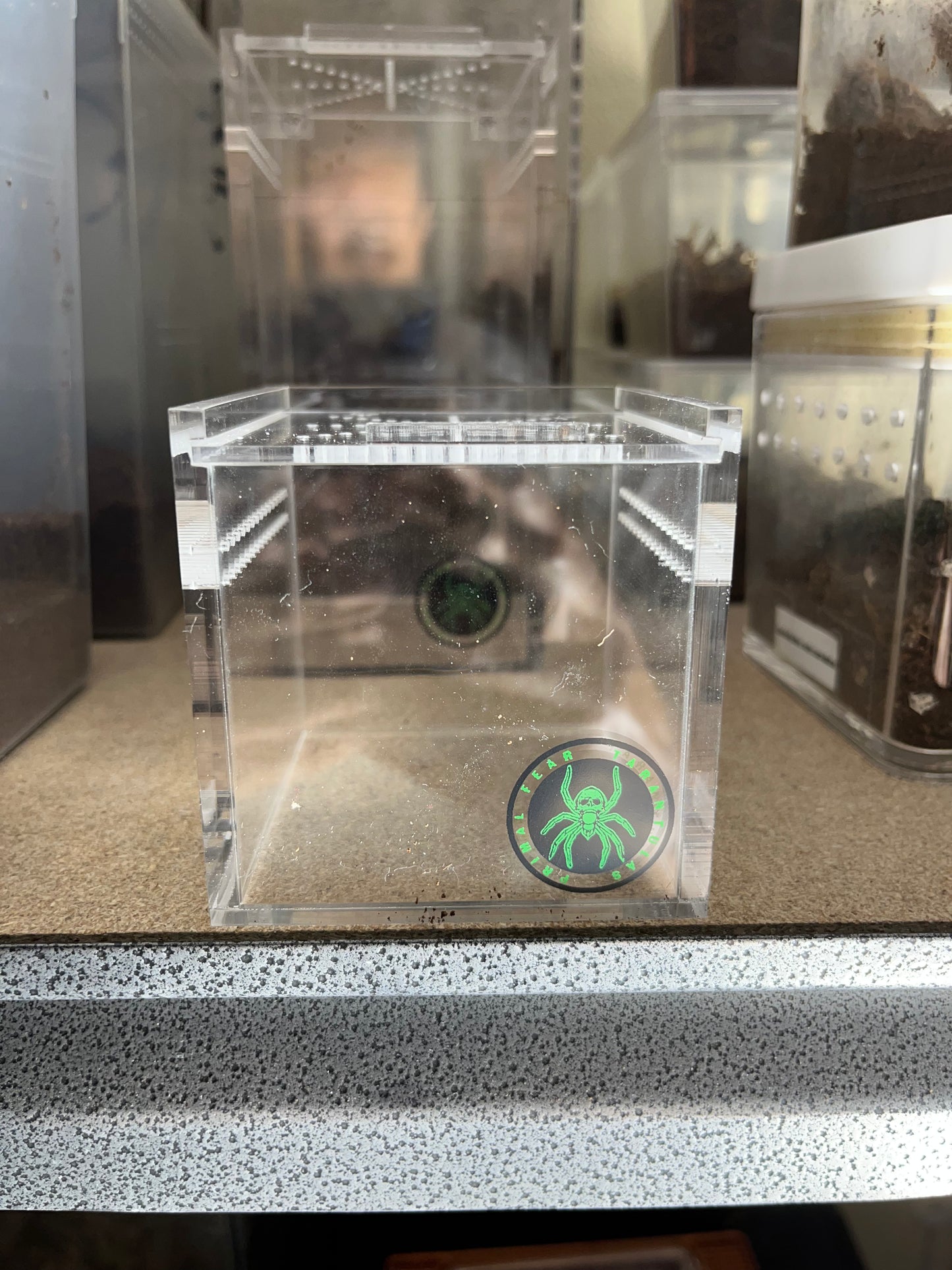 Harpacteria Pulchripes (Golden Blue Leg Baboon) .75 in