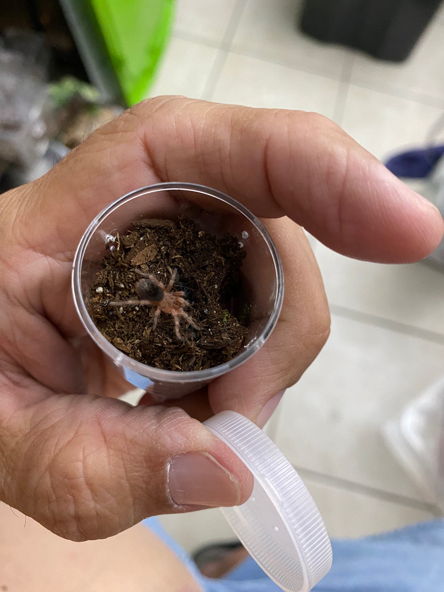 Grammostola Rosea (Rose Hair)