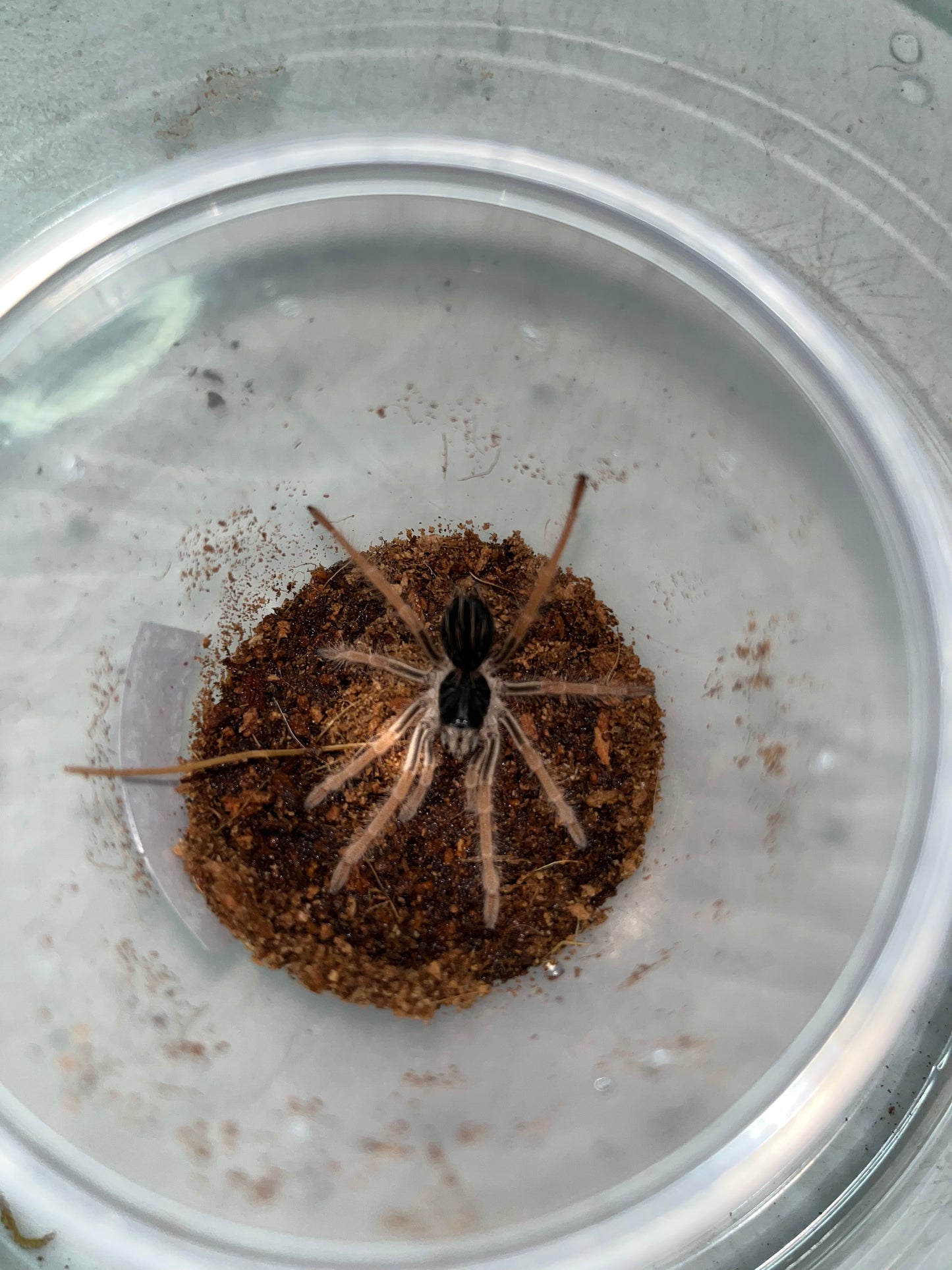 Megaphobema robustum (Columbian Giant)