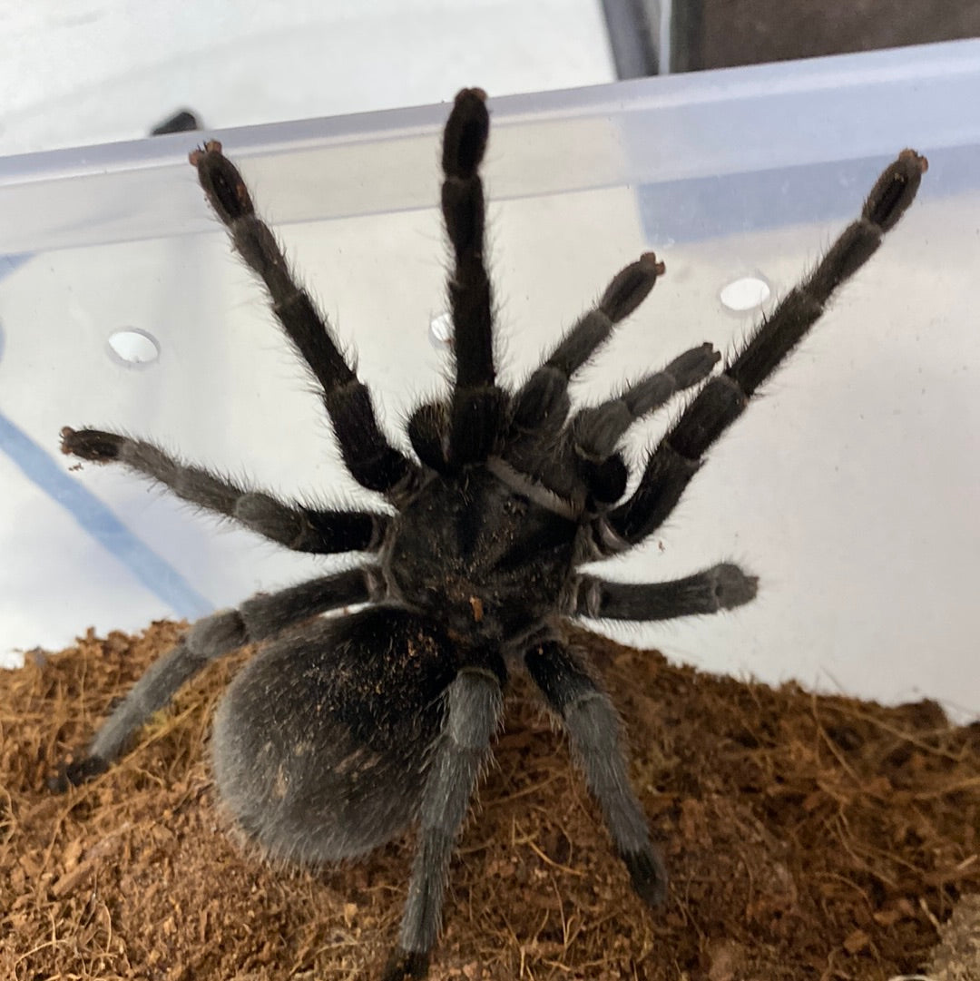 Grammostola Pulchra (Brazilian Black) 3 inch