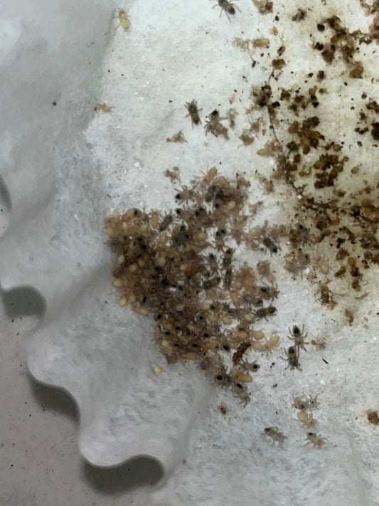 Kochiana Brunnipes (Dwarf Pink Leg)