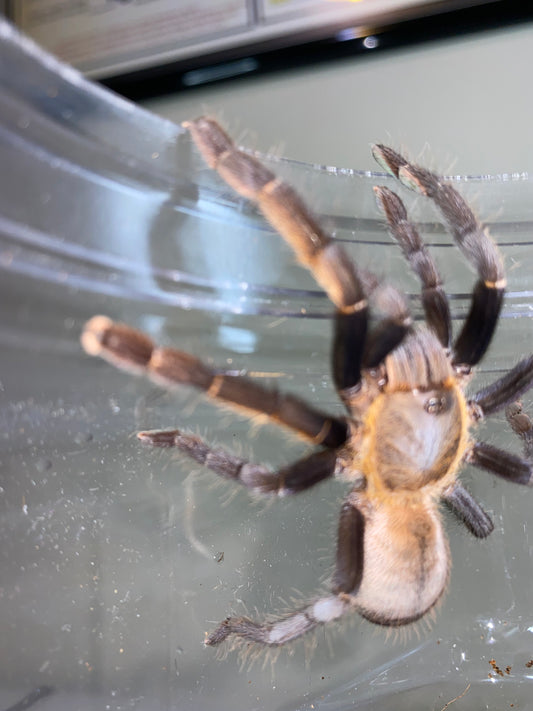 Ornithoctinus Aureotibialis (Thai Golden Fringe) 1.75 in