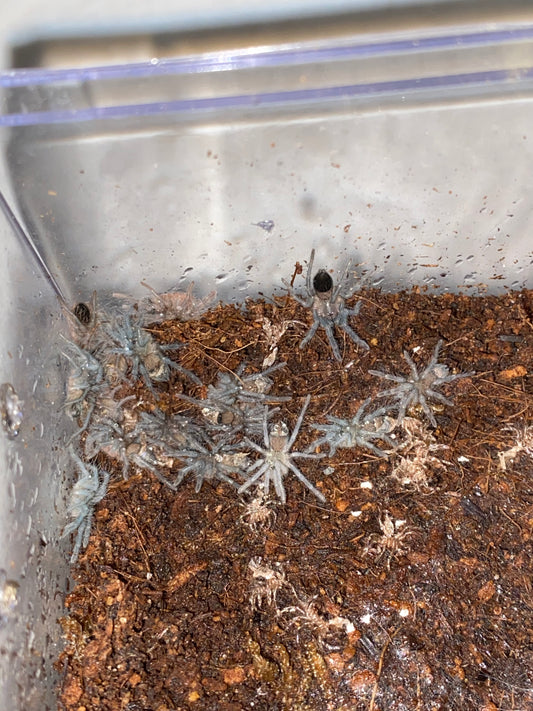 Tliltocatl Sabulosus (Guatemalan Redrump) 1in