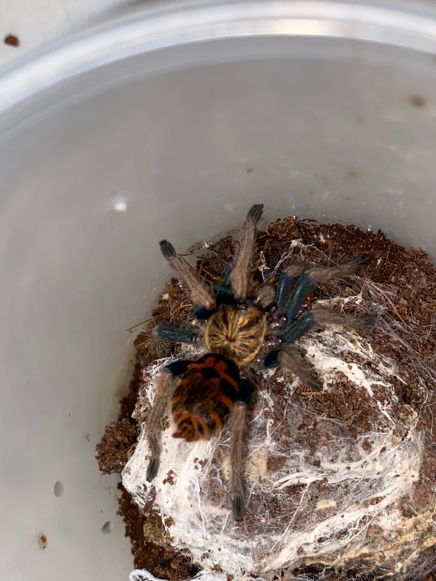 Chromatopelma Cyaneopubescens (Green Bottle Blue)