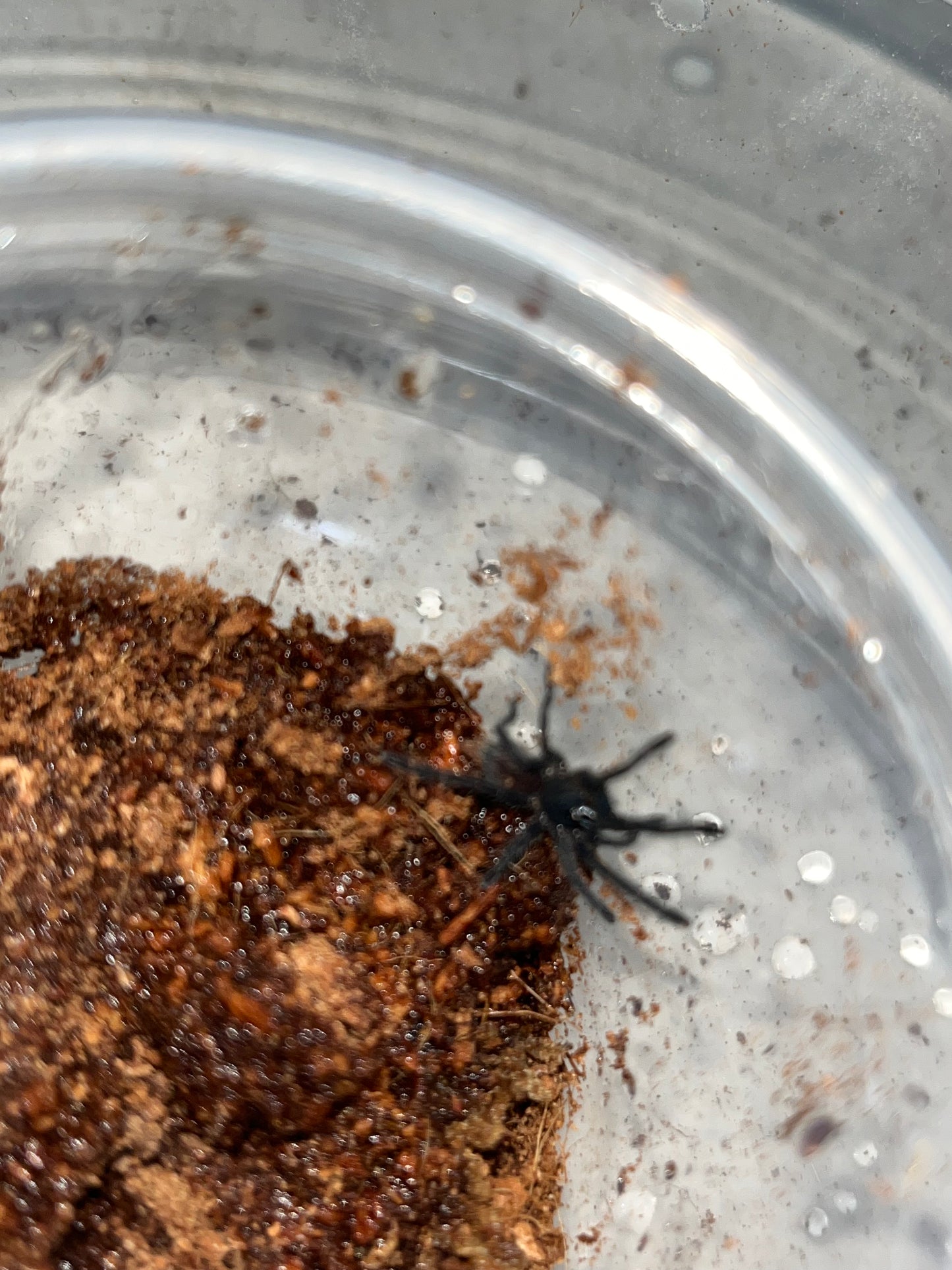 Cyriopagopus Vonworthi (Vietnamese Earth Tiger)